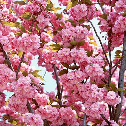 ������, �����-���������