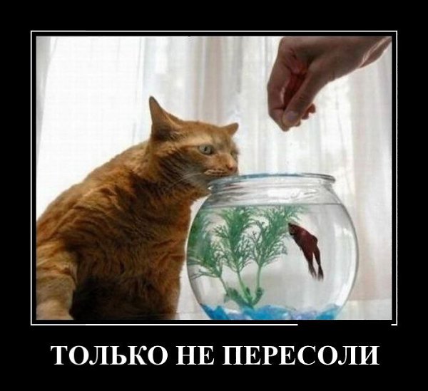    :-) - 17  2015  00:30