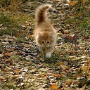 ���� �����, ������������, 56 ��� - ��������� 29 ������� 2015 � ������ ���� ����������