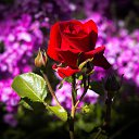 ���� �����, ������, 36 ��� - ��������� 7 ���� 2015 � ������ ������ ��������