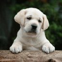 ���� O.l., �����, 59 ��� - ��������� 9 ���� 2015 � ������ ���� ����������