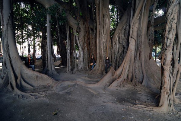   (Ficus benghalensis).    ,      ...