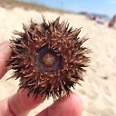  , , 65  -  4  2015      .   .