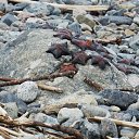 ���� ��������, �����������, 85 ��� - ��������� 30 ������� 2015 � ������ ���� ����������