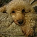 ���� ������, �����-��������� - ��������� 13 ���� 2015 � ������ ������ ��������