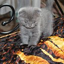 ���� Racosh, ����-�������, 60 ��� - ��������� 27 ���� 2015 � ������ ���� ����