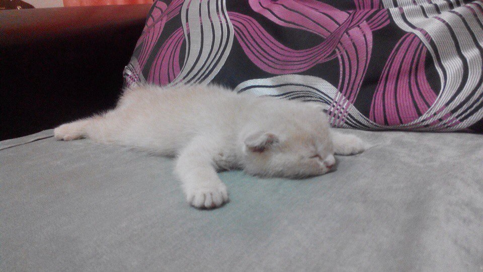 Уставший котик