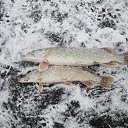 ���� ������, ������� - ��������� 25 ���� 2015 � ������ ���� ����������