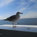 ���� ��������, Kouvola, 78 ��� - ��������� 9 �������� 2015 � ������ ����������������� ����