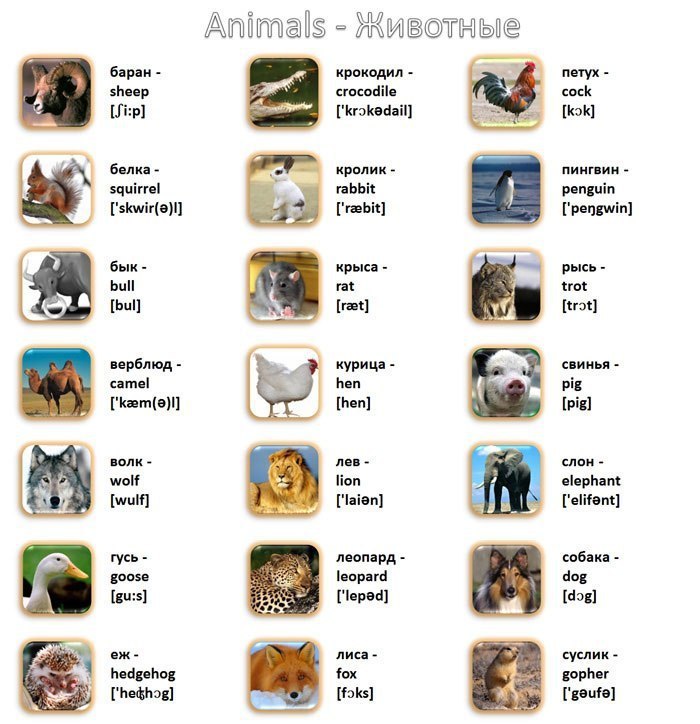 VISUAL CARDS.  -  -  -  - 9