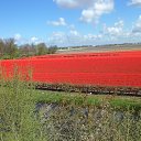 Keukenhof �� ������� ��������� ������