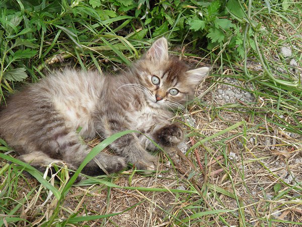 Рубрика #котизм_доброта #москва@catism #МО@catism #воскресенск@catism.Около месяца назад нашли эту ... - 6