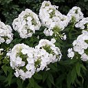  , - -  20  2015    .