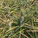 ���� �����, �������, 42 ���� - ��������� 10 ���� 2015 � ������ ���� ����������