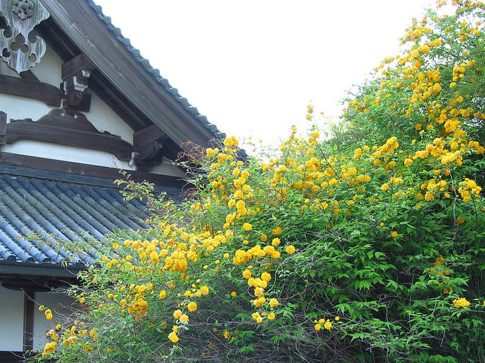   .      (, Kerria japonica)  ... - 2