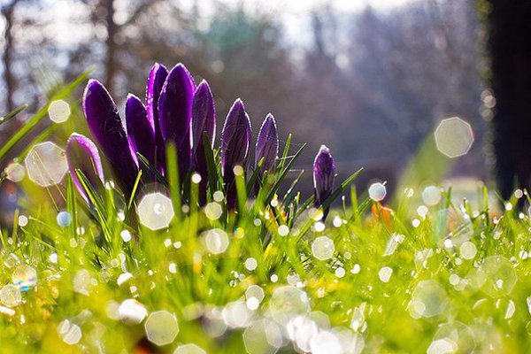 что видят цветы? наверное то, что и птицы когда ранним утром на лепестки ложится роса ... когда ...