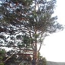  , , 63  -  2  2015     . .