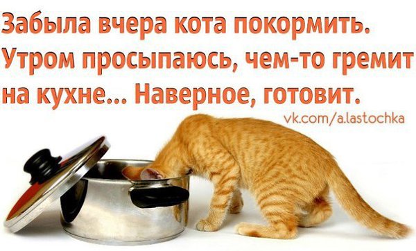 Выйду ночью в кухню с котом накормлю кота а потом