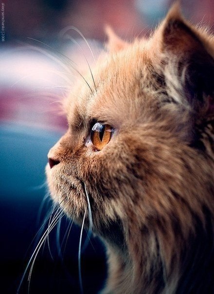 |В| Счастье есть... |В| - 10 августа 2015 в 19:27 - 7