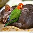 ���� Johan, �����, 78 ��� - ��������� 27 ������ 2015 � ������ ������ ��������