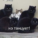 ���� �� ������� �����������