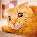���� O.l., �����, 59 ��� - ��������� 29 ��� 2015 � ������ ���� ����������