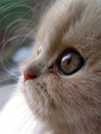 |В| Счастье есть... |В| - 10 августа 2015 в 19:27 - 6