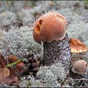 ���� �����, ����, 82 ���� - ��������� 6 ������� 2015 � ������ ��������