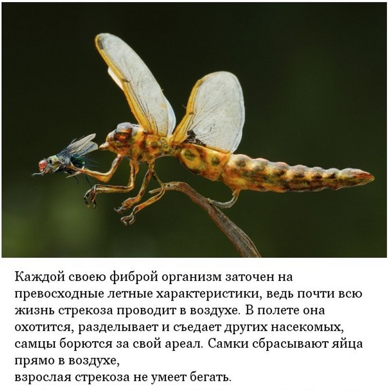 ,       . - 5