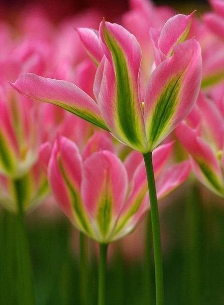 ||  ... || - 12  2015  15:29 - 6