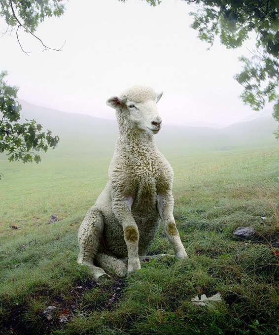   (Simen Johan)  ,    .     1973 ... - 10