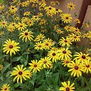 ���� �����, ���������, 56 ��� - ��������� 3 ������� 2015 � ������ ���� ����������