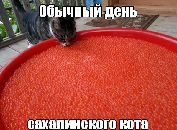 ������������ ���� - 23 ��� 2015 � 09:45
