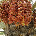 ���� Turko Turkoman, ������, 55 ��� - ��������� 3 ��� 2015 � ������ ���� ����������