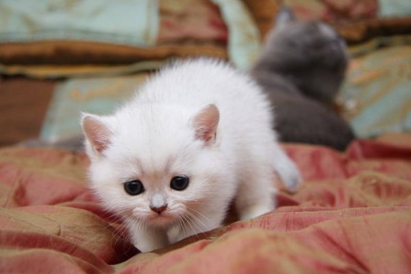 °•Cats Forever•° - 11  2015  15:44