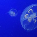 ���� Nik, ���������, 46 ��� - ��������� 22 �������� 2015 � ������ ���� ����������