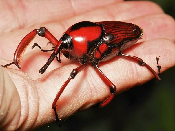  Cyrtotrachelus longimanus