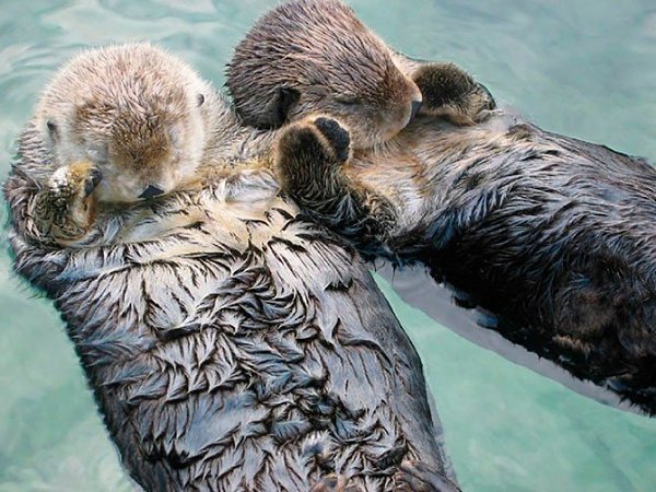   .#animal@travel.blog - 6