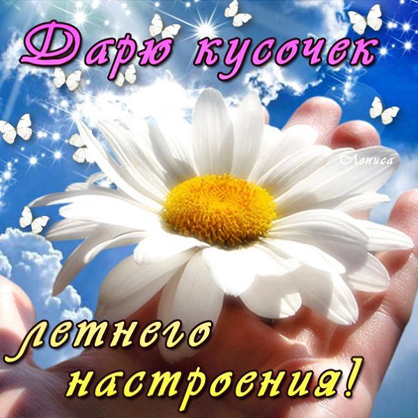 Простой цветок — ромашка, но сердцу дорогой, С ним связанно так много, он миленький такой. Люблю ...