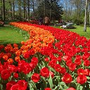 Keukenhof �� ������� ��������� ������