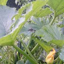���� Selo, �����, 49 ��� - ��������� 20 �������� 2015 � ������ ���� ����������