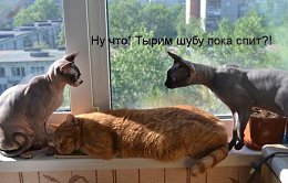 �����������