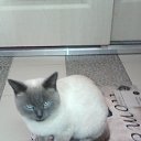 ���� �����, ������� - ��������� 7 ���� 2015 � ������ ������ ��������