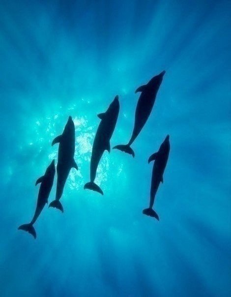 ...поплавать с дельфинчиками - 5