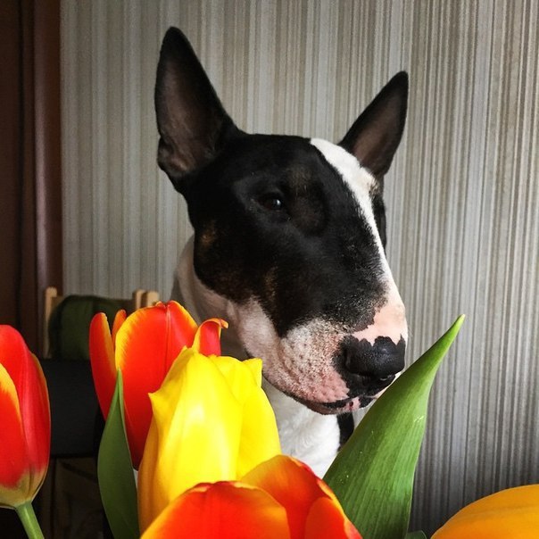 МИР ТРУД ...БУЛЬ.~~~~~~~~~~~~~~~~~~~~~~~Всех сегодня поздравляемС этим светлым Первомаем!Мы желаем в ...