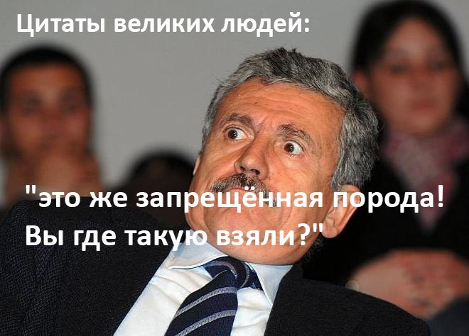 Английский бультерьер. - 21 июля 2015 в 00:25