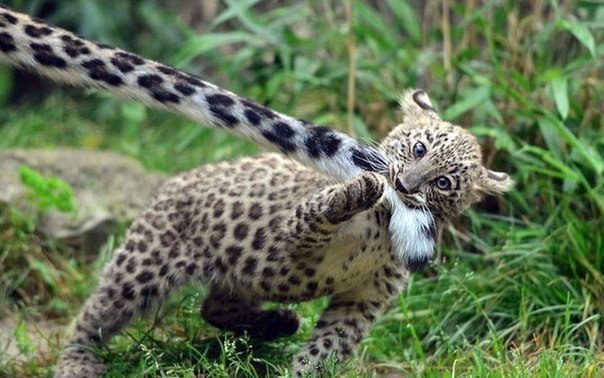      .#animal@travel.blog