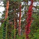 ���� �����, ����-������� - ��������� 1 �������� 2015 � ������ ������ ��������