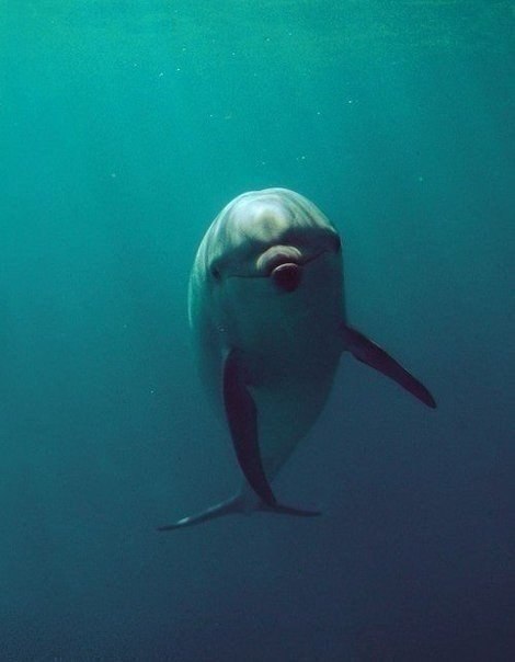 ...поплавать с дельфинчиками - 6