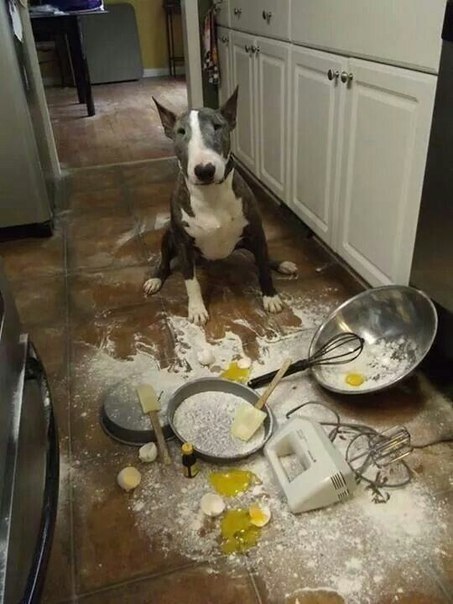 ,  ?      ! #@cooklove